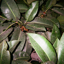 Load image into Gallery viewer, Meatbodies: Valley Girl / Hibernation